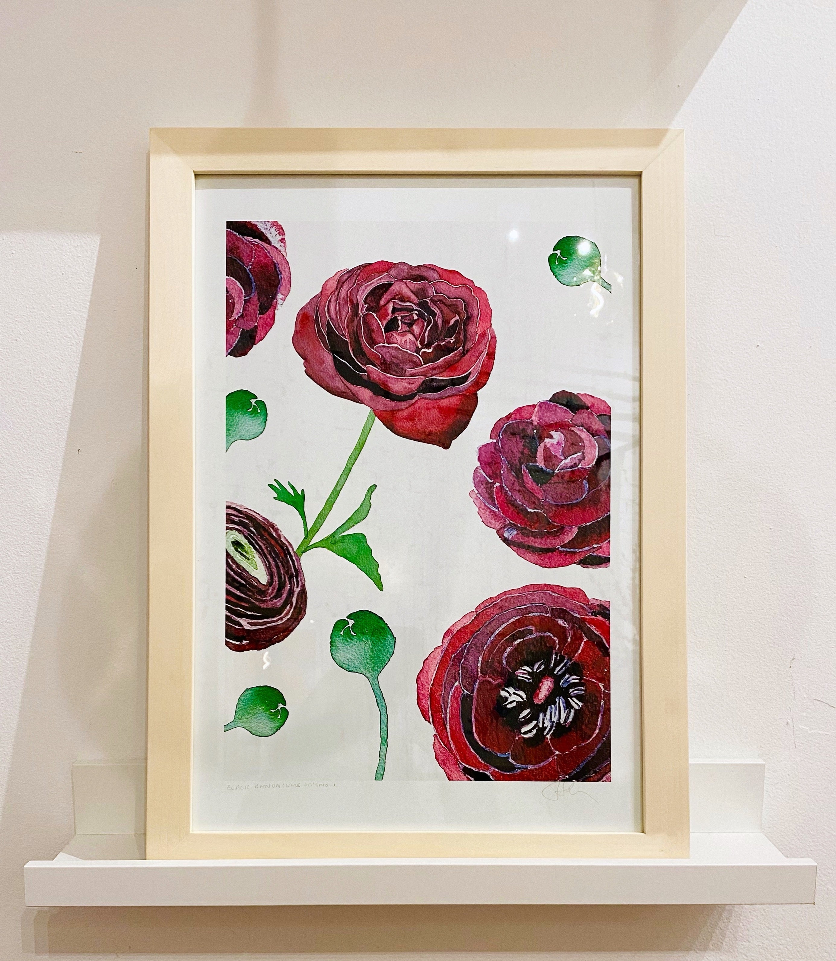 Black Ranunculus on Snow | Signed Botanical Art Print | 3 Sizes